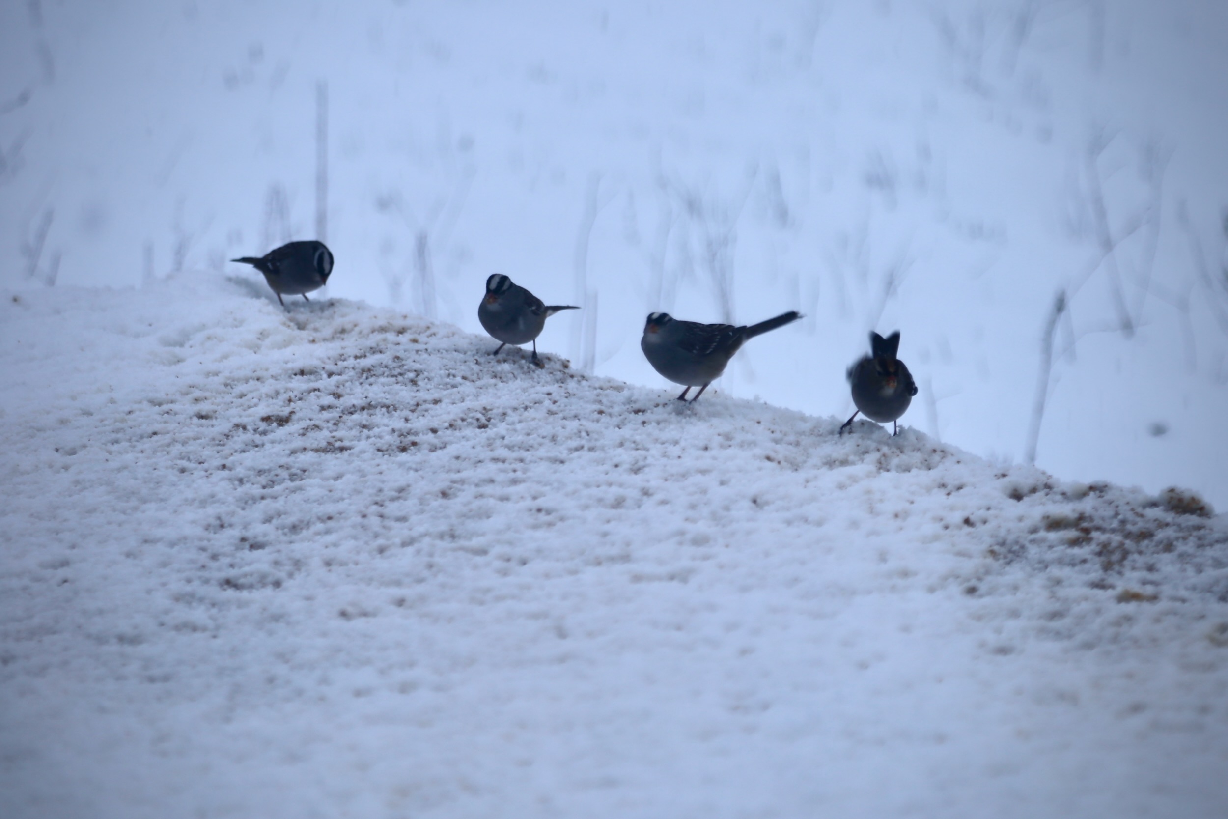 Four birds on a snowy ridge at w.oodland